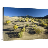 Flowering shrubs on the dune fields in front of the Sangre de Cristo Mountains, Great Sand Dunes National Monument, Colorado-Canvas Art-32"x24"