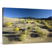 Flowering shrubs on the dune fields in front of the Sangre de Cristo Mountains, Great Sand Dunes National Monument, Colorado-Canvas Art-40"x30"