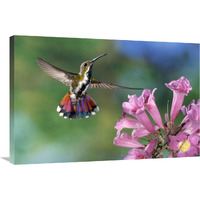 Green-breasted Mango hummingbird visiting flowers of Puiva Tree, Costa Rica-Canvas Art-36"x24"