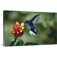 Violet Sabre-wing hummingbird, feeding on and pollinating Spiral Flag ginger flowers, cloud forest, Costa Rica-Canvas Art-30"x20"