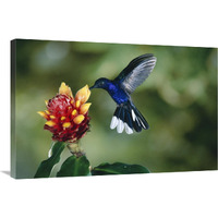 Violet Sabre-wing hummingbird, feeding on and pollinating Spiral Flag ginger flowers, cloud forest, Costa Rica-Canvas Art-36"x24"