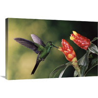 Green-crowned Brilliant hummingbird, feeding and pollinating Spiral Flag ginger flowers, Monteverde Cloud Forest Reserve, Costa Rica-Canvas Art-30&quotx20"