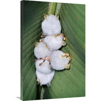 Honduran White Bat group roosting under Heliconia leaf, rainforest, Costa Rica-Canvas Art-24"x36"