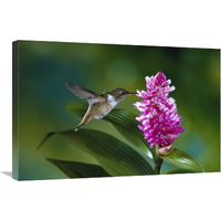 Scintillant Hummingbird feeding at and pollinating flowers of epiphytic Orchid, Monteverde Cloud Forest Reserve, Costa Rica-Canvas Art-30"x20"