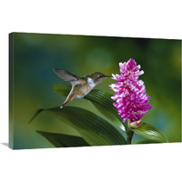 Scintillant Hummingbird feeding at and pollinating flowers of epiphytic Orchid, Monteverde Cloud Forest Reserve, Costa Rica-Canvas Art-36"x24"