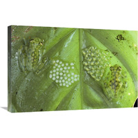 Reticulated Glass Frogs guarding two clutches of eggs, each at different stages of development, Costa Rica-Canvas Art-30"x20"