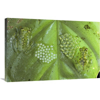 Reticulated Glass Frogs guarding two clutches of eggs, each at different stages of development, Costa Rica-Canvas Art-36"x24"