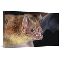 Vampire Bat portrait, Costa Rica-Canvas Art-30"x20"