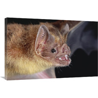 Vampire Bat portrait, Costa Rica-Canvas Art-36&quotx24"