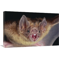 Vampire Bat portrait, Costa Rica-Canvas Art-30"x20"