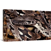 Madagascar Ground Boa Madagascar-Canvas Art-30&quotx20"