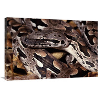 Madagascar Ground Boa Madagascar-Canvas Art-36"x24"