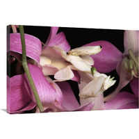 Orchid Mantis and orchid flower, Malaysia-Canvas Art-36"x24"