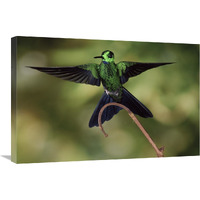 Green-crowned Brilliant male, cloud forest, Costa Rica-Canvas Art-30"x20"