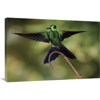 Green-crowned Brilliant male, cloud forest, Costa Rica-Canvas Art-36"x24"