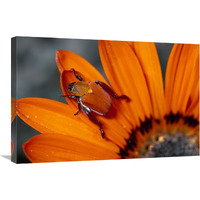 Scarab Beetle on a Guzmania flower, Damaraland, Namibia-Canvas Art-30"x20"