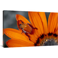 Scarab Beetle on a Guzmania flower, Damaraland, Namibia-Canvas Art-36&quotx24"