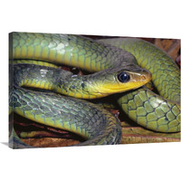 Green Racer close-up, cloud forest ecosystem, Costa Rica-Canvas Art-36"x24"