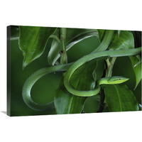 Green Vine Snake camouflaged among rainforest leaves, Costa Rica-Canvas Art-36"x24"