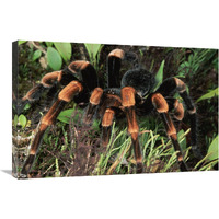 Red-kneed Tarantula close-up in vegetation, cloud forest, Costa Rica-Canvas Art-30"x20"