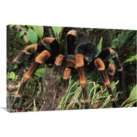 Red-kneed Tarantula close-up in vegetation, cloud forest, Costa Rica-Canvas Art-36&quotx24"