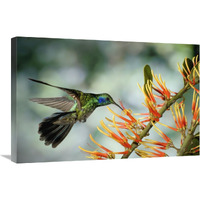 Green Violet-ear hummingbird feeding, Monteverde Cloud Forest, Costa Rica-Canvas Art-30"x20"