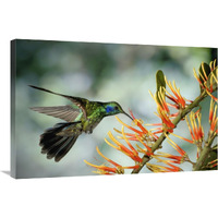 Green Violet-ear hummingbird feeding, Monteverde Cloud Forest, Costa Rica-Canvas Art-36"x24"