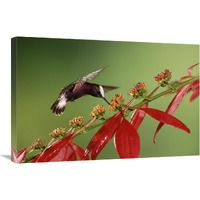 Snowcap a hummingbird, feeding on Madder flowers in rainforest, Costa Rica-Canvas Art-30"x20"