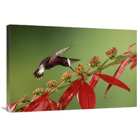 Snowcap a hummingbird, feeding on Madder flowers in rainforest, Costa Rica-Canvas Art-36"x24"