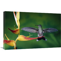 Scaly-breasted Hummingbird near a Heliconia flower in rainforest, Costa Rica-Canvas Art-30"x20"