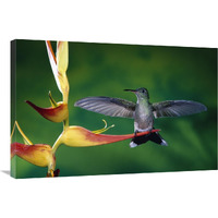 Scaly-breasted Hummingbird near a Heliconia flower in rainforest, Costa Rica-Canvas Art-36"x24"