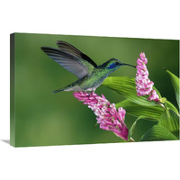 Green Violet-ear hummingbird feeding at and pollinating epiphytic Orchid Costa Rica-Canvas Art-30"x20"