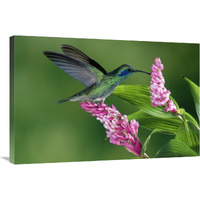 Green Violet-ear hummingbird feeding at and pollinating epiphytic Orchid Costa Rica-Canvas Art-36"x24"