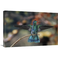 Green Violet-ear hummingbird, perched on branch, Monteverde Cloud Reserve, Costa Rica-Canvas Art-30"x20"