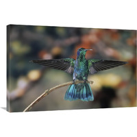 Green Violet-ear hummingbird, perched on branch, Monteverde Cloud Reserve, Costa Rica-Canvas Art-36"x24"