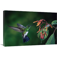 Snowy-bellied Hummingbird male, flying near Firebush flowers cloud forest, Costa Rica-Canvas Art-30"x20"