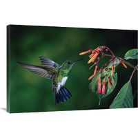 Snowy-bellied Hummingbird male, flying near Firebush flowers cloud forest, Costa Rica-Canvas Art-36"x24"