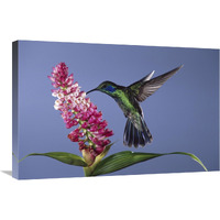 Green Violet-ear feeding, pollinating epiphytic orchid flower, cloud forest ecosystem, Costa Rica-Canvas Art-30"x20"