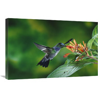 Blue-chested Hummingbird albino male feeding at and pollinating flowers lowland rainforest, Costa Rica-Canvas Art-30"x20"