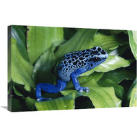 Blue Poison Dart Frog very tiny frog used by Indian tribes to poison tips of arrows, native to South America-Canvas Art-30"x20"