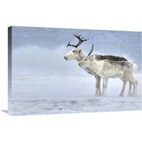 Two Reindeer, male and female during a blizzard, Kiberg Varanger Finnmark,Norway-Canvas Art-30"x20"