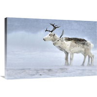 Two Reindeer, male and female during a blizzard, Kiberg Varanger Finnmark,Norway-Canvas Art-36"x24"