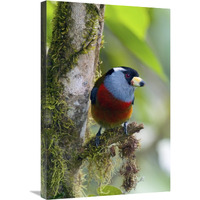 Toucan Barbet, Ecuador-Canvas Art-20&quotx30"