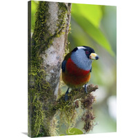 Toucan Barbet, Ecuador-Canvas Art-24"x36"