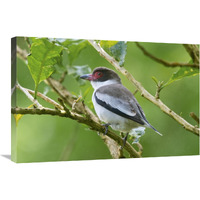 Masked Tityra, Costa Rica-Canvas Art-30"x20"