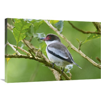 Masked Tityra, Costa Rica-Canvas Art-36"x24"