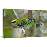 Speckled Tanager, Costa Rica-Canvas Art-30"x20"