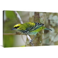 Speckled Tanager, Costa Rica-Canvas Art-36"x24"