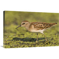 Pectoral Sandpiper, Michigan-Canvas Art-30"x20"