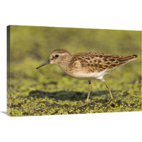 Pectoral Sandpiper, Michigan-Canvas Art-36&quotx24"